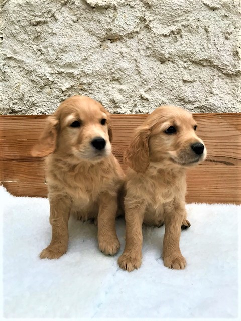  Nos Goldens