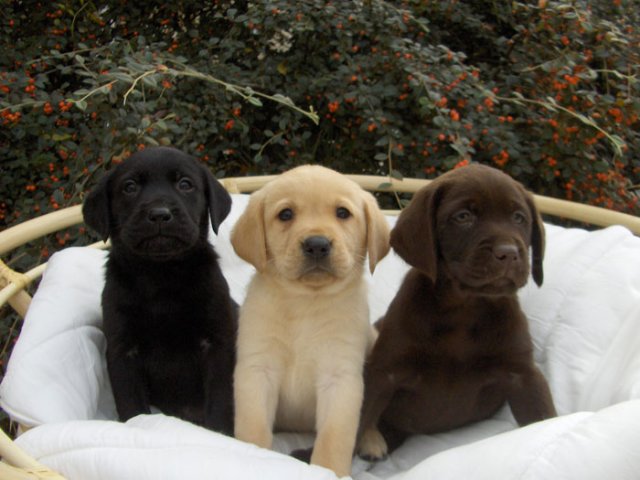 Baby Labrador