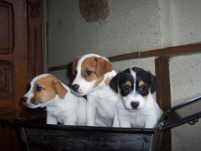  Du Jack Russel au barbecue ce soir...