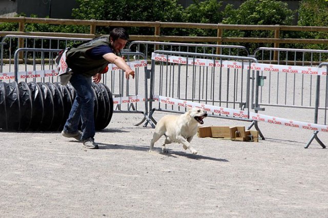  Babou qui découvre pour la première fois un parcours d\'agility