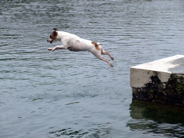  Jo le seul Jack Russel qui adore l\'eau! Magnifique photo en extension