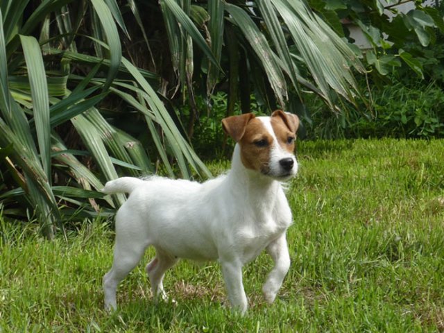 Eole, une jeune Jack Russel