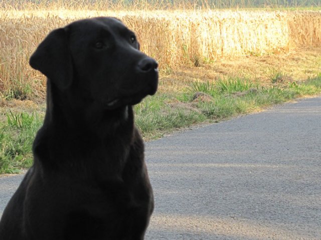 Erton le beau Labrador noir