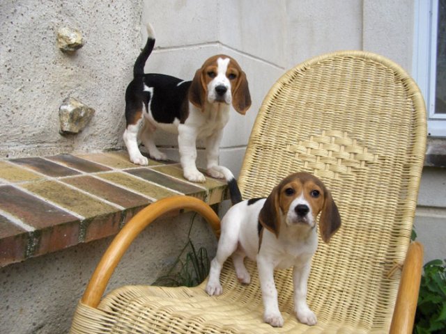 Baby Beagle