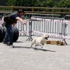  Babou qui découvre pour la première fois un parcours d\'agility