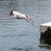  Jo le seul Jack Russel qui adore l\'eau! Magnifique photo en extension