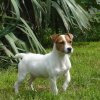 Eole, une jeune Jack Russel