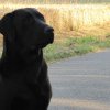 Erton le beau Labrador noir