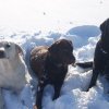 Babou, Betty et Brioche qui profitent de la neige